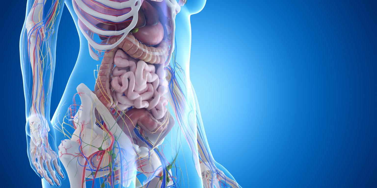 D Rendered Medically Accurate Illustration Of The Abdominal Organs