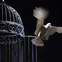 caged-bird-free