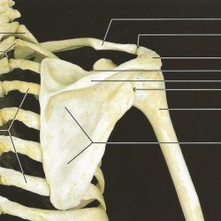 Shoulder-Girdle-Humerus-542x515