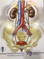 Bladder and Kidneys