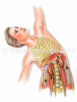 Organs in Lateral Flexion
