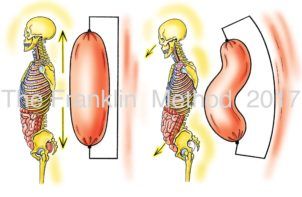 The Organs as Core