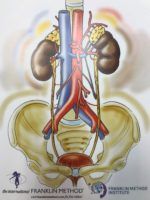 Kidneys, ureter, bladder