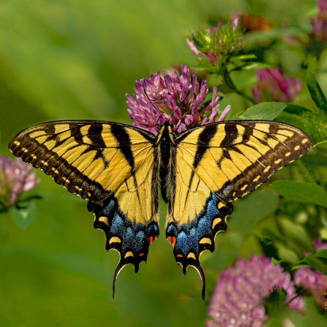 Photo by Dulcey Lima tiger swallowtail butterfly perched on purple flower in close up photography during daytime